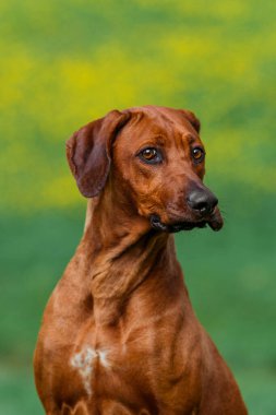 Rhodesian ridgeback dog making silly funny face expressions with grass and yellow dandelions in background in bokeh