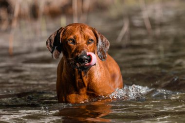 Rhodesian ridgeback dog making funny face expressions licking nose with rose tongue at water
