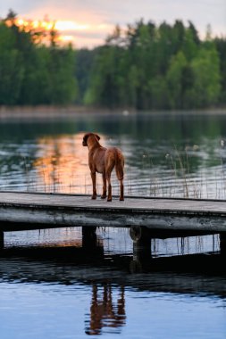 rhodesian ridgeback liver nose dog watching something standing at pier bridge near lake at sunset 