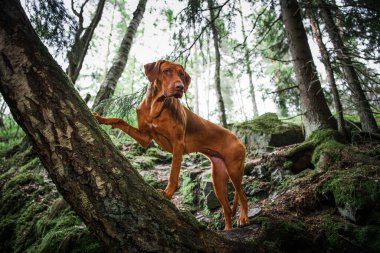 rhodesian ridgeback liver nose dog standing on fallen tree at forest mountains nature landscape 