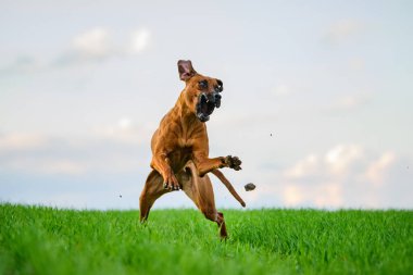 Rhodesian ridgeback dog running fast catching toy outdoors in field