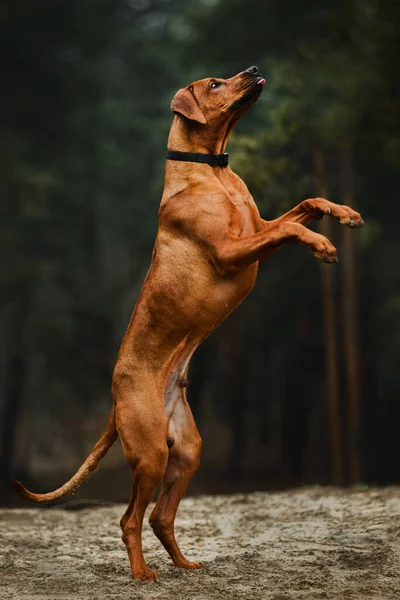 Rhodesian ridgeback dog doing trick standing on two hind legs asking for treats outdoors in forest landscape
