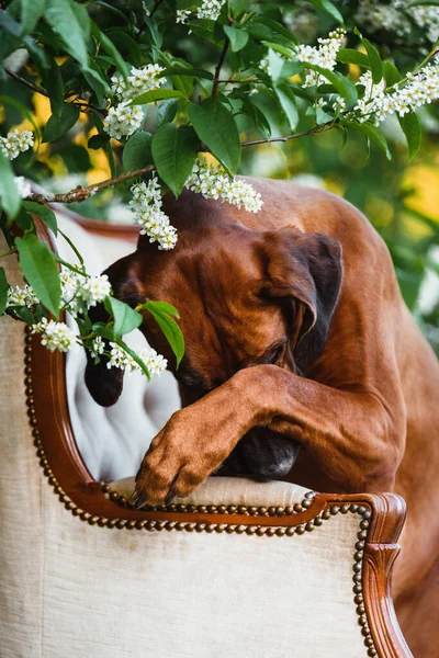 Rhodesian ridgeback dog embarrassed hiding face with paw and looking at camera, shame shy trick