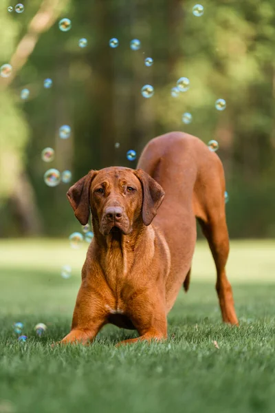 Beautiful rhodesian ridgeback liver nose dog watching something in bow position in green grass surrounded by soap bubbles
