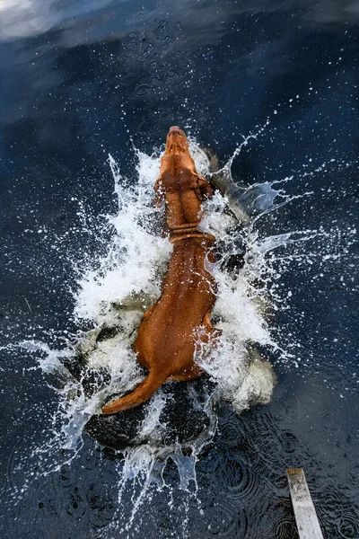 Rhodesian Ridgeback Dog Jumping Water Pier Splashes Hot Summer Day — Photo