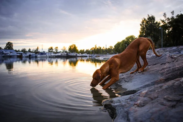 Thirsty rhodesian ridgeback dog drinking water in pond standing on stone shore at sunset