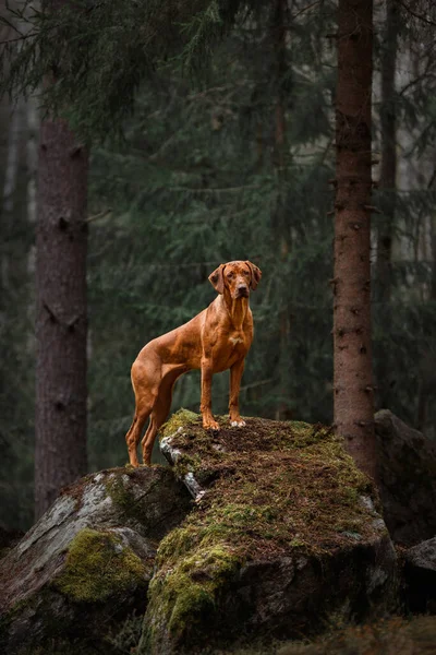 Elegant rhodesian ridgeback liver nose dog standing on stone forest mountains nature landscape
