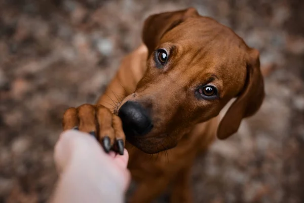 ローデシアのリッジバック子犬の犬は屋外で足を与えます ペットとオーナーの友情と信頼 ストック写真