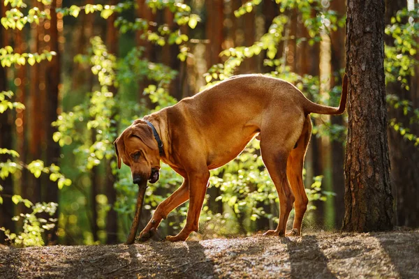 ローデシアのリッジバック犬遊びでスティックで春の森 ロイヤリティフリーのストック画像