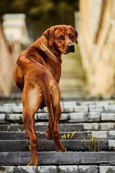 市内の場所に尾根を示す後方の階段に立つローデシアの尾根バック犬 ストック画像