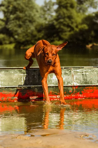 池でボートから飛び降りる面白いシャクナゲのリッジバック犬 ロイヤリティフリーのストック画像