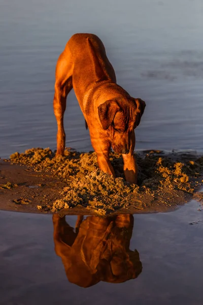 ローデシアのリッジバック犬はビーチで砂を掘り 隠れて おもちゃを探しています ストックフォト