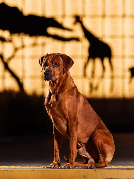動物園の入り口の前に座っているローデシアの尾根バック犬とアフリカの自然シルエット夕方の光 ストック画像