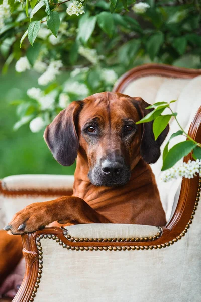 春の花の森の場所でヴィンテージアームチェアに座って豪華なシャクナゲの背中の犬 ロイヤリティフリーのストック写真