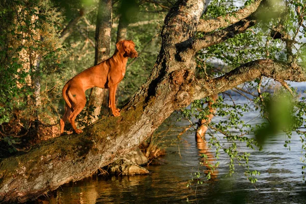 水の上の木 川の池の場所に立って何かを見て美しいシャクナゲの尾根肝臓の鼻犬 ロイヤリティフリーのストック写真