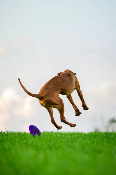 ローデシアのリッジバック犬はフィールドで屋外で高速キャッチ飛行ディスクを実行しています ストックフォト