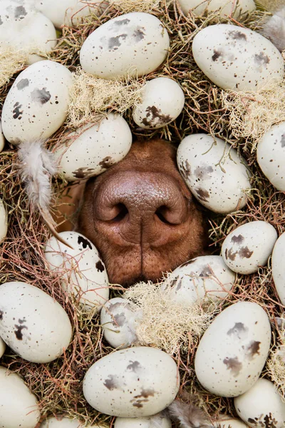 ローデシアのリッジバック肝臓の鼻犬卵や羽で飾られた東の花輪から突き出た犬 休日の挨拶の概念 ストック画像