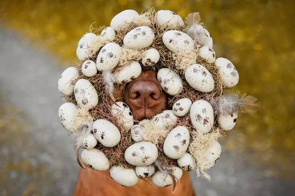ローデシアのリッジバック肝臓の鼻犬卵や羽で飾られた東の花輪から突き出た犬 休日の挨拶の概念 ストック写真