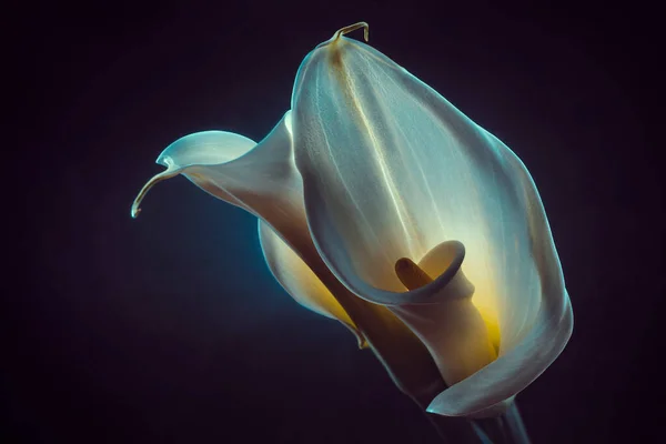 stock image colorful blossoms of callas