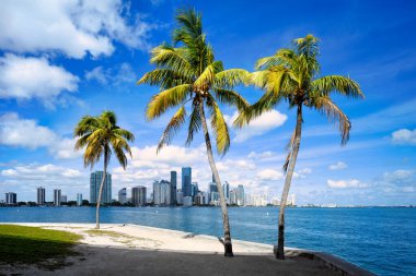 Miami 'nin ufuk çizgisi Palmiye ağaçları, Florida
