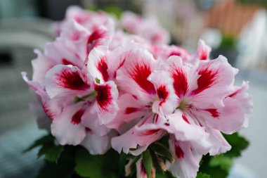 Baharda bir balkonda çiçek açan bitki.. 