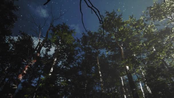 Álmodozó Tündérmese Erdő Kísérteties Hangulatú Éjszaka Háttér Éteri Rejtélyes Fák — Stock videók