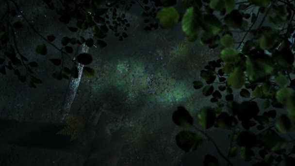 暗い神秘的な森不気味なムーディーナイトの背景ミステリー映画夢のような雰囲気が月Cgiによって照らされました — ストック動画