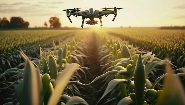 A small quadcopter flying over a corn field at sunset or dawn with the sun shining on the crop solarpunk a stock photo futurism