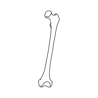 İnsan uyluk kemiği. Taslak, anatomik, beyaz arka planda el çizimi çizimi. Vektör Stoku.