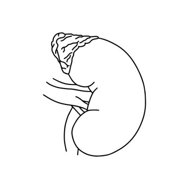 Vektör, anatomik sol böbrek. Gerçekçi, özet çizimi beyaz arka planda izole edilmiş. Vektör Tıbbi Böbrek logosu.