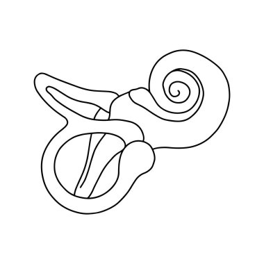 Human cochlea anatomy. The structure of the inner ear. clipart