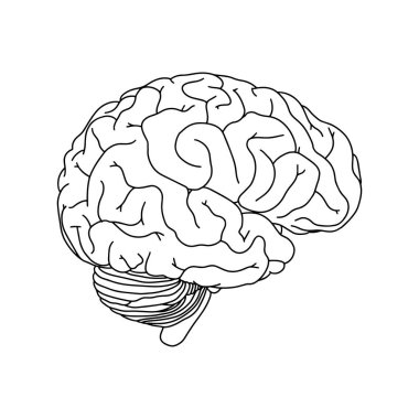 Vektör, anatomik beyin. Beyaz arka planda izole edilmiş gerçekçi Beyin çizimi. Vektör Tıbbi Beyin logosu.