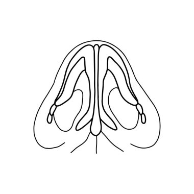 Human nasal septum, drawn by lines on white background. Vector Stock illustration. clipart