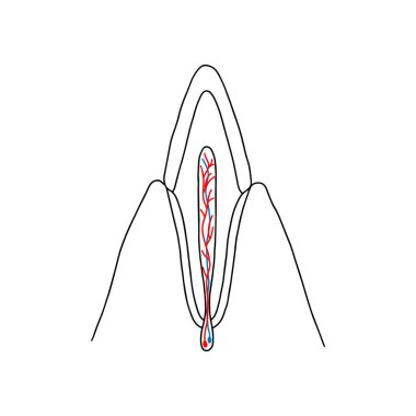 İnsan köpek dişinin boylamsal kısmı. İnsan anatomisi vektörü, özet çizimi.