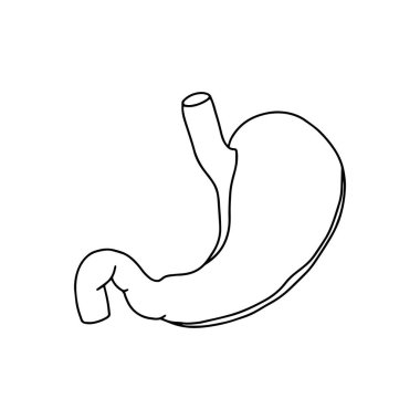 Vektör, anatomik mide. Beyaz arkaplanda izole edilmiş gerçekçi mide illüstrasyonu. 