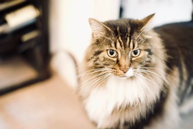 Şirin kedi evde portresi