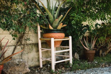 Tropik saksı bitkileriyle güzel bir bahçe.