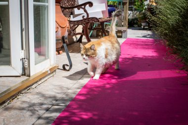 Bahçedeki pembe halıdaki kedi 