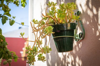 Dışarıda yetişen güzel, sulu bir bitki.