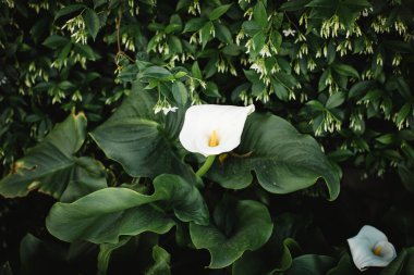 güzel beyaz çiçek bahçede büyüyen