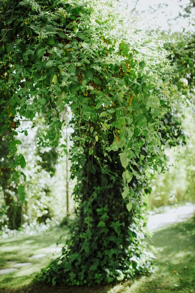Πράσινα Φύλλα Στο Πάρκο — Φωτογραφία Αρχείου