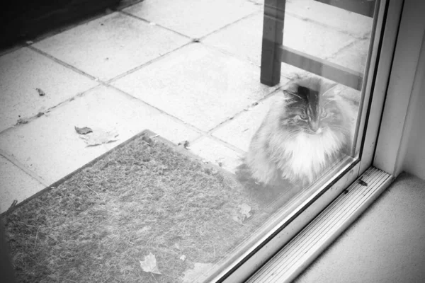 Katze Sitzt Auf Dem Boden Und Schaut Durch Das Fenster — Stockfoto