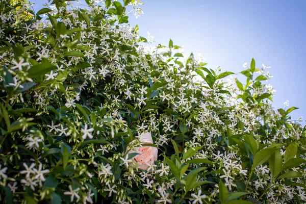 Hojas Verdes Flores Blancas Arbusto Jardín — Foto de Stock