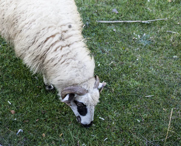 草の上の羊は — ストック写真