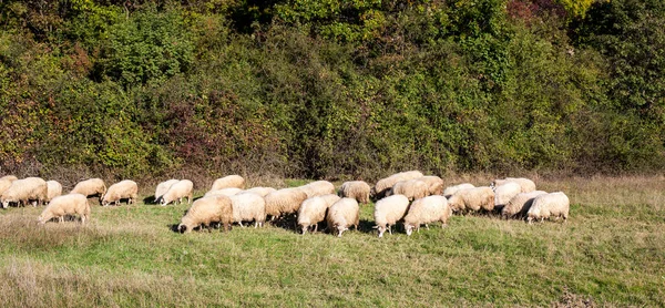 Weiße Schafe Auf Der Grünen Wiese — Stockfoto