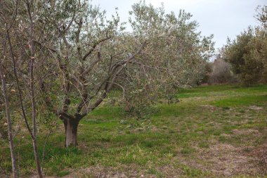 İlkbaharda bahçede zeytin ağaçları 