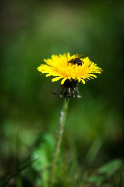 Bahçedeki sarı karahindiba çiçeğinin dikey yakın çekimi. 