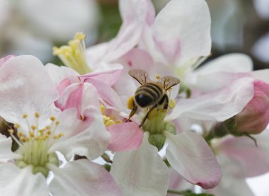Beyaz bir elma çiçeğinin üzerinde polen topluyor. 
