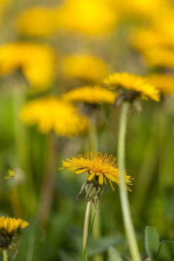 Arazinin ortasında çiçek açan sarı çiçeklerin seçici odak noktası. 