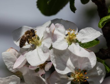 Arının elma ağacı çiçekleri üzerindeki seçici odak noktası. 